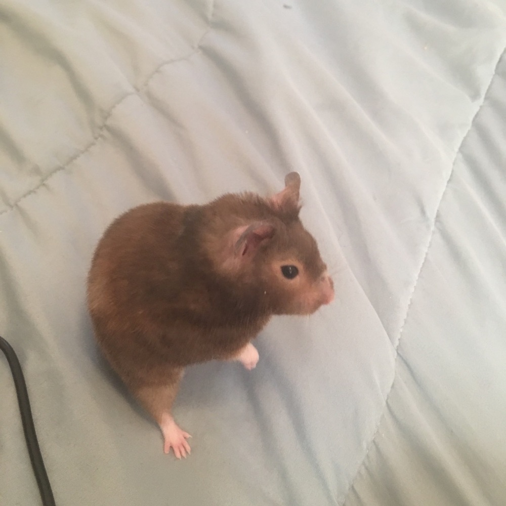 Meet your Posher, Dorothy
